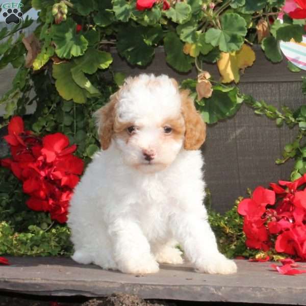 Joy, Cavapoo Puppy